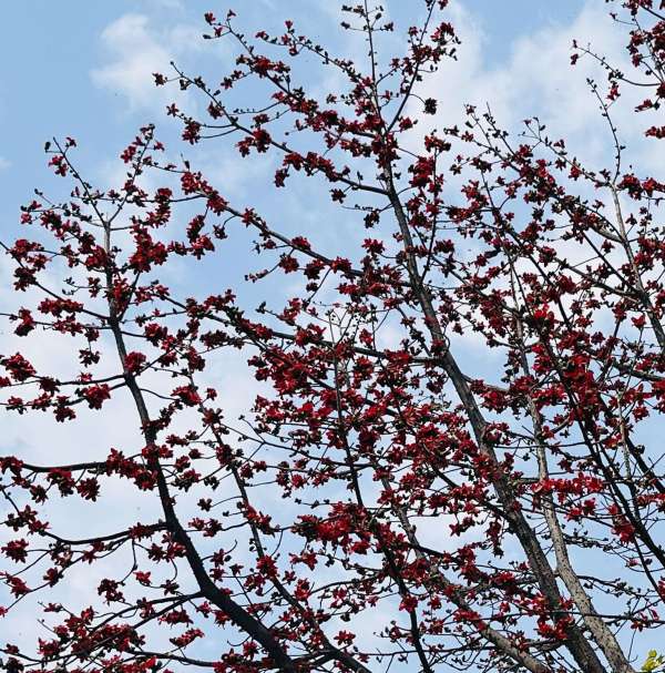 Palash Harshaya Man is attracting people towards himself