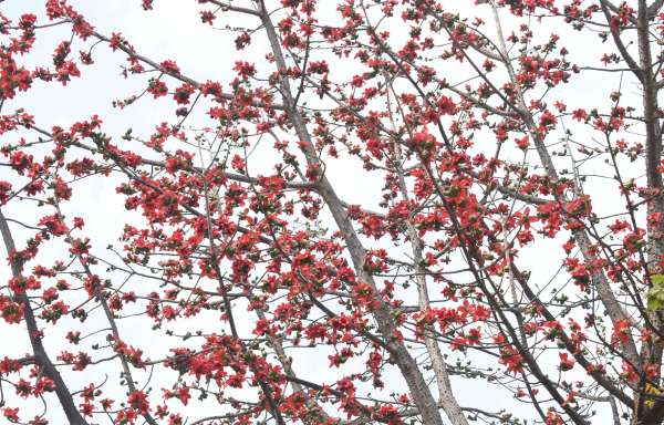 Palash Harshaya Man is attracting people towards himself