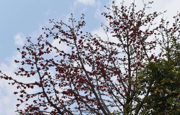 Palash Harshaya Man is attracting people towards himself