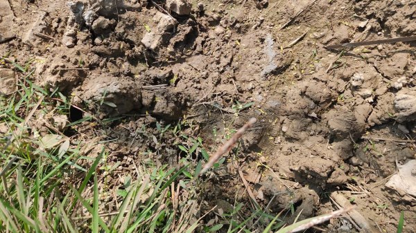 Shooter Usman Encounter Place Prayagraj