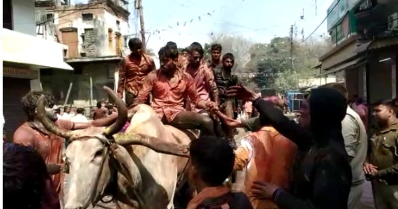 Holi 2023: मेरठ में कायम रही होली में बैल पर बैठकर जुलूस निकालने की परंपरा