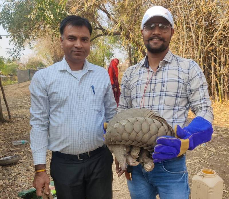 संकटग्रस्त पेंगोलिन: अब कांठल के जंगल से विलुप्त होने के कगार पर