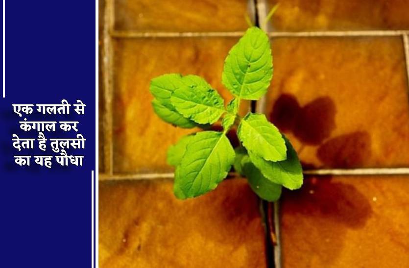 tulsi_plant_tips_rules_to_plant_tulsi_at_home.jpg