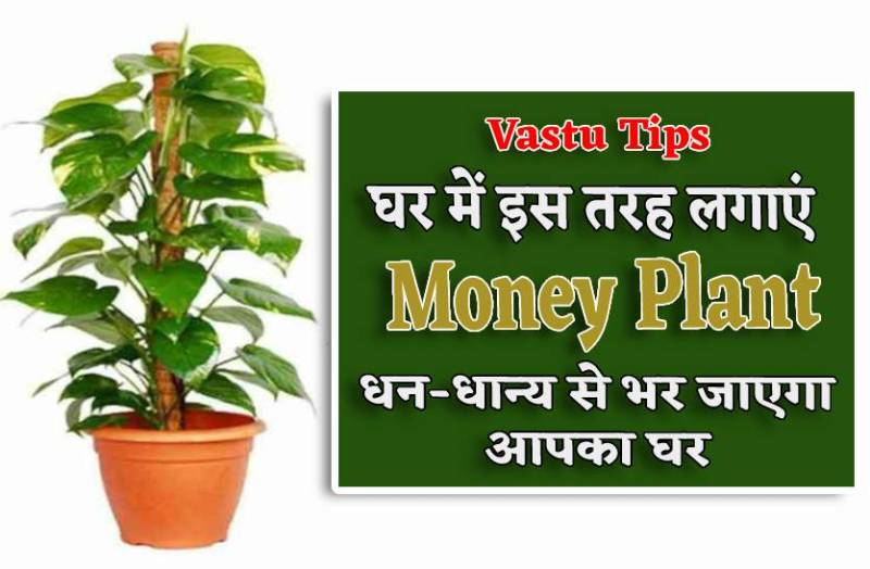 vastu_tips_for_money_plant_to_get_money_and_prosperity.jpg