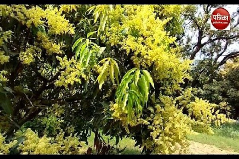 अबकी बार आम की अच्छी फसल