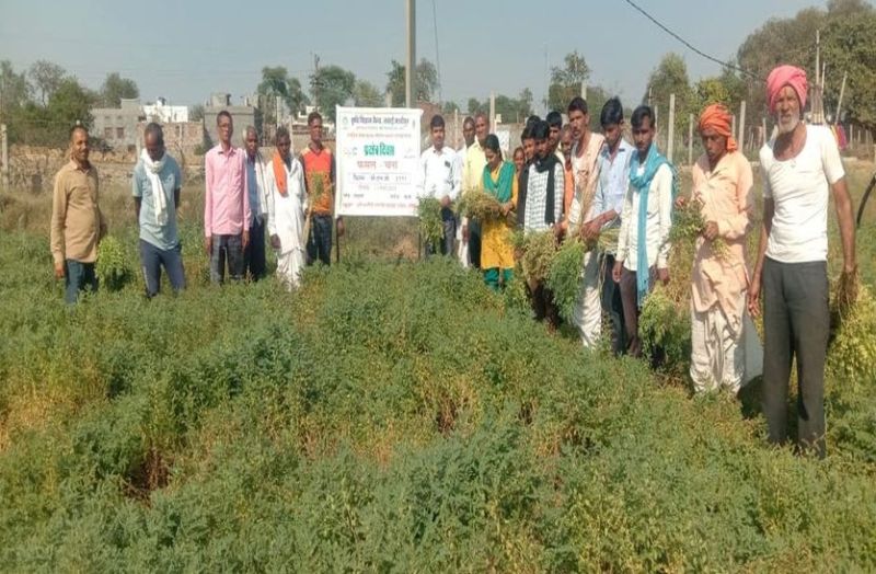 चने की ये किस्म पांच महीने में हो जाती है तैयार, ये है विशेषता