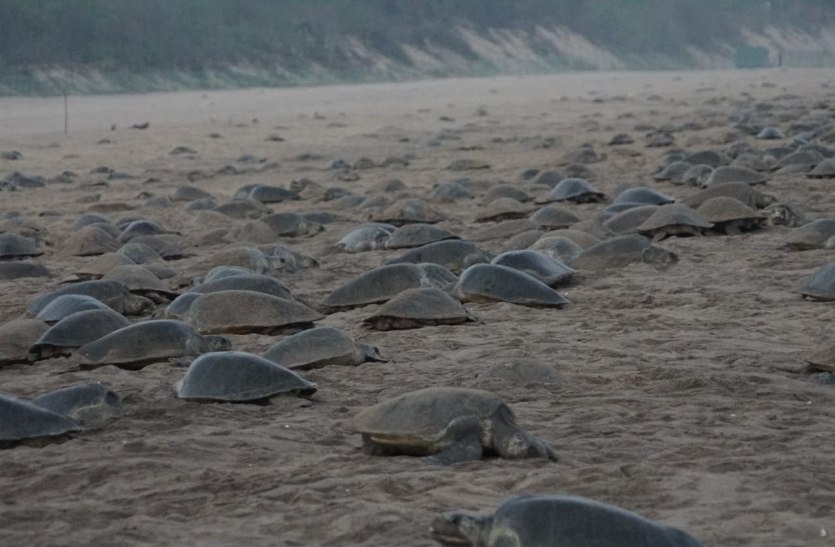 Millions of sea turtles came to the coast of Odisha