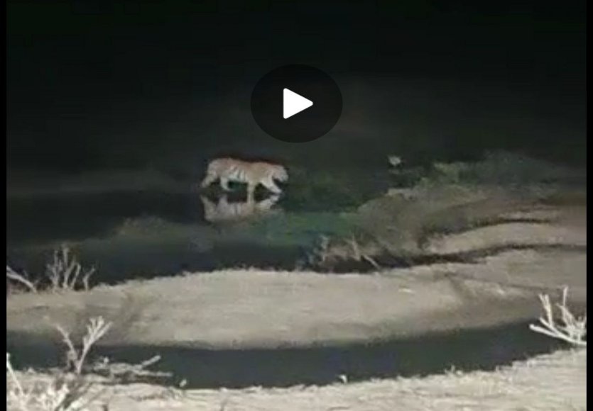 Tiger video