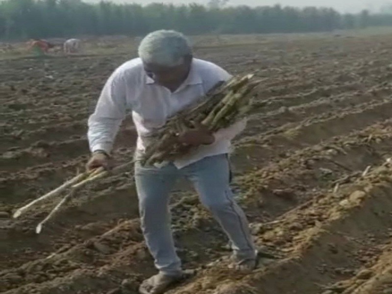 मिलिए यूपी सरकार के राज्यमंत्री से, आम इंसान की तरह करते हैं खेतों में काम,
देखें फोटो