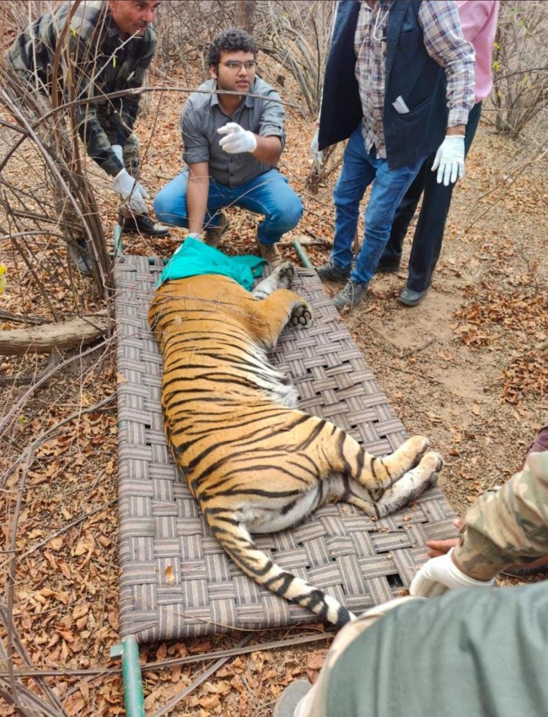 रणथम्भौर से दो और बाघिनों की होगी shifting , एनटीसीए से अनुमति का इंतजार