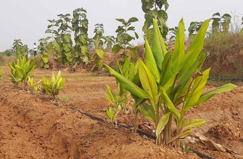 अंजीर की पैदावार से आएगी समृद्धि