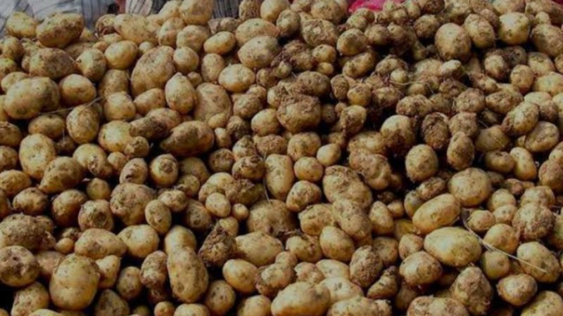 किसानों के लिए बड़ी खुशखबरी, यूपी के आलू अब बिकेंगे विदेश में, इन देशों से हुआ समझौता