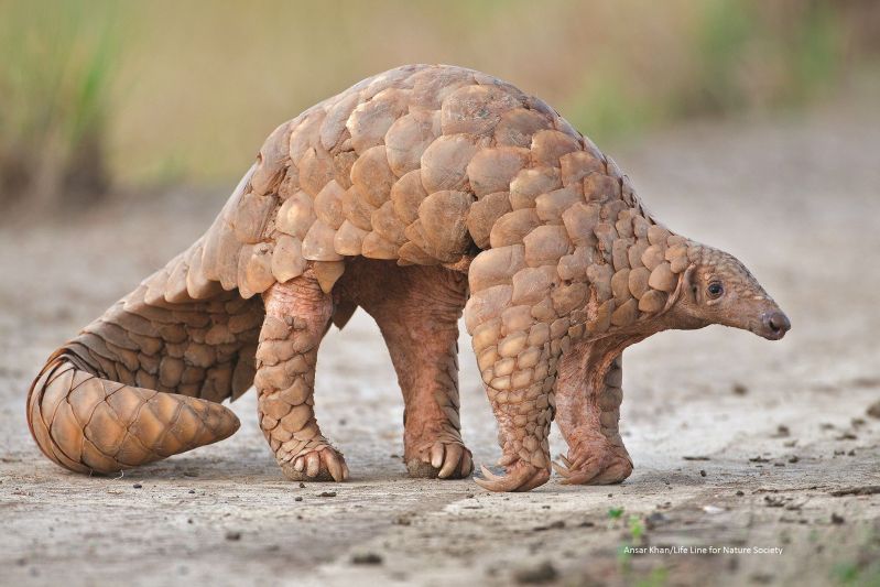 pangolin_02.jpg