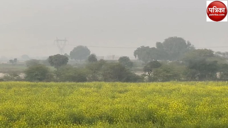 सुबह की शुरुआत बारिश से, चना, सरसों, आम के बौर के लिए खतरा, क्या कहते हैं कृषि वैज्ञानिक