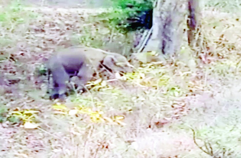 Two days ago, the death of an elephant cub that entered the village of Tapkara from Odisha