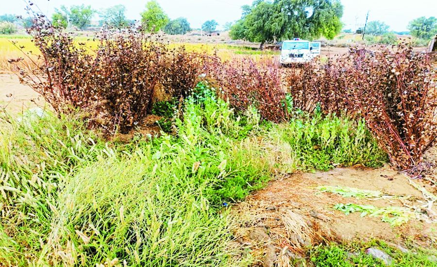 गेहूं की फसल के बीच अफीम की खेती, 200 पौधे बरामद