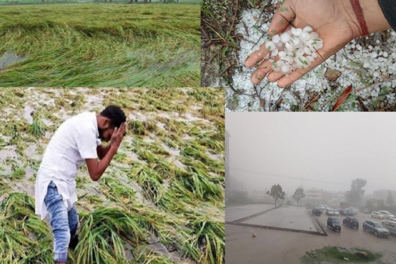 Crop destroyed by rain-storm and hail
