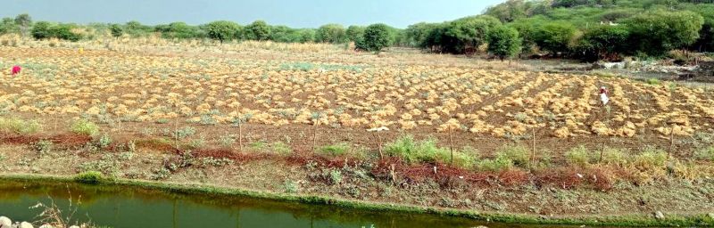 चैत्र में बरसा रिमझिम 'सावन', किसानों की उम्मीदों पर फिर रहा पानी