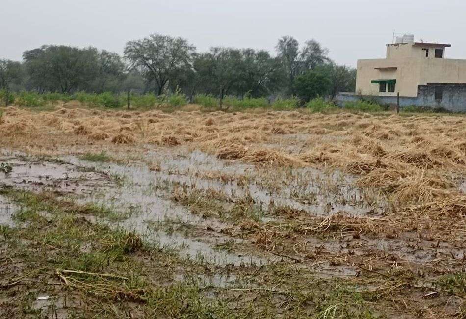 बारिश ने धोई किसानों की मेहनत, ओलावृष्टि से फसलें बर्बाद