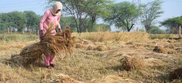 Disaster rained on farmers at midnight, huge loss in crops.....see photos