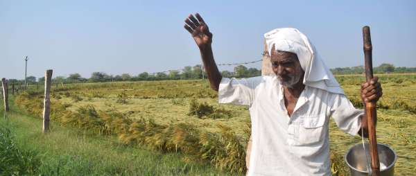 Disaster rained on farmers at midnight, huge loss in crops.....see photos