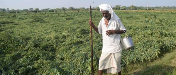 Disaster rained on farmers at midnight, huge loss in crops.....see photos