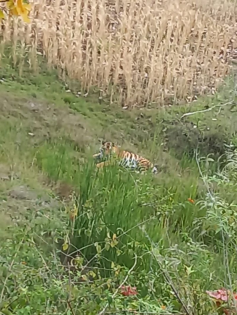 ब्यौहारी वन परिक्षेत्र में जंगली हाथियों के बाद अब बाघ का मूवमेंट, दहशत में ग्रामीण