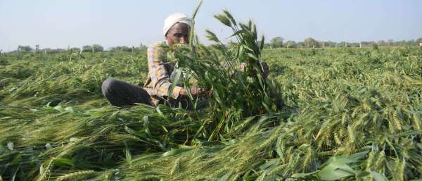 Disaster rained on farmers at midnight, huge loss in crops.....see photos
