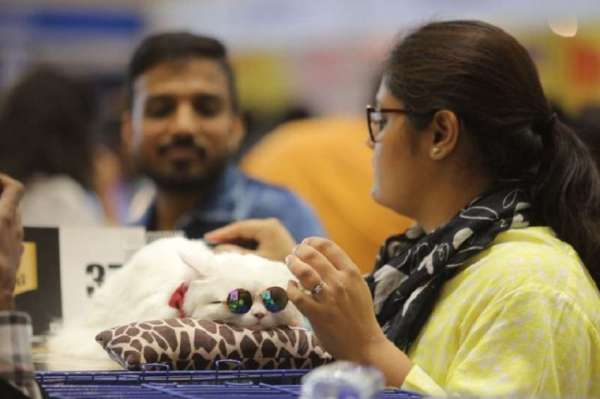 अहमदाबाद में कैट शो, चश्मा लगाए बिल्ली ने जमाया आकर्षण