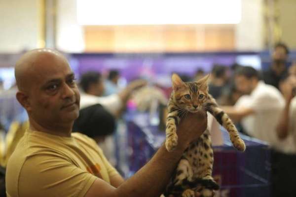 अहमदाबाद में कैट शो, चश्मा लगाए बिल्ली ने जमाया आकर्षण