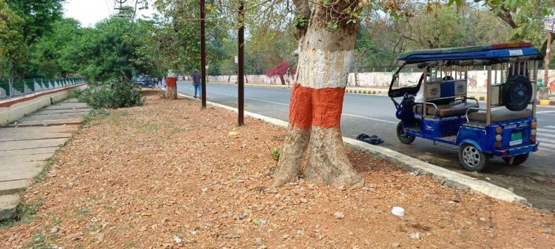 यूआईटी को अच्छे नहीं लगते पेड़...इसलिए ऐसा किया