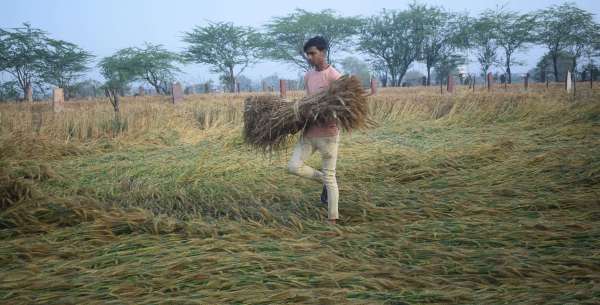 Disaster rained on farmers at midnight, huge loss in crops.....see photos