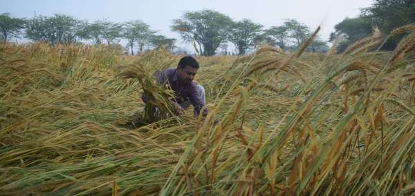 Disaster rained on farmers at midnight, huge loss in crops.....see photos