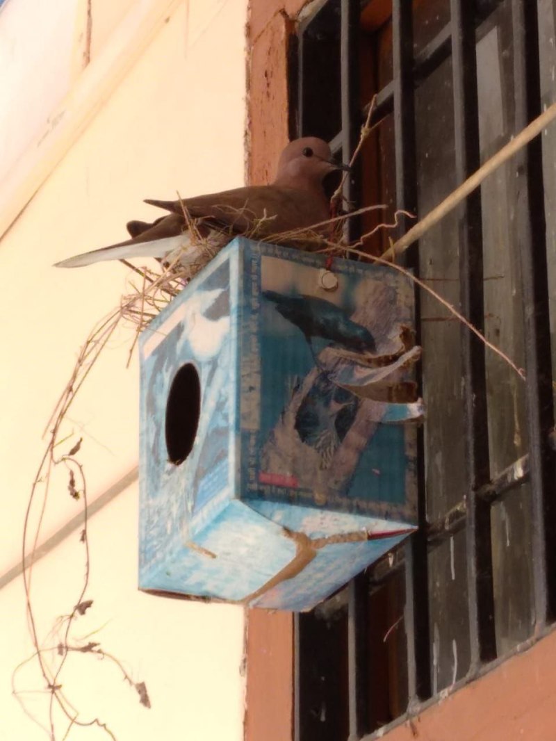 गौरया के संरक्षण के लिए लगाया गया घोषला