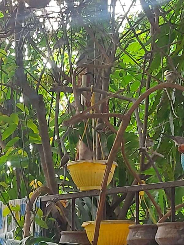 World Sparrow Day 2023