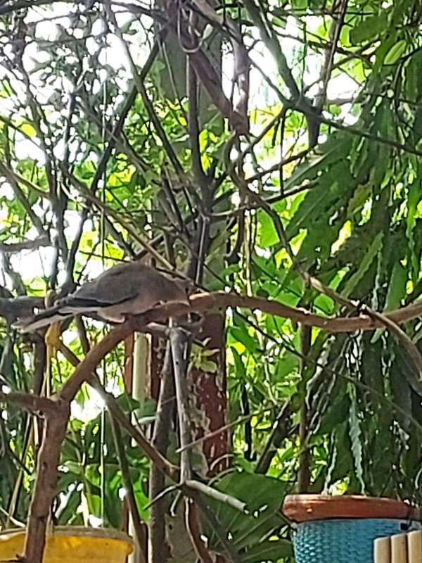 World Sparrow Day 2023