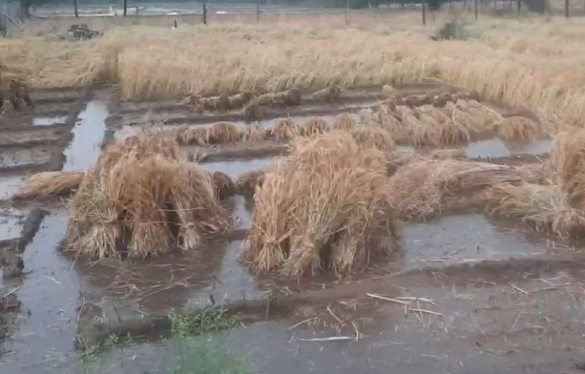 जयपुर में गिरे चने के आकार के ओले, बारिश से बहे नाले