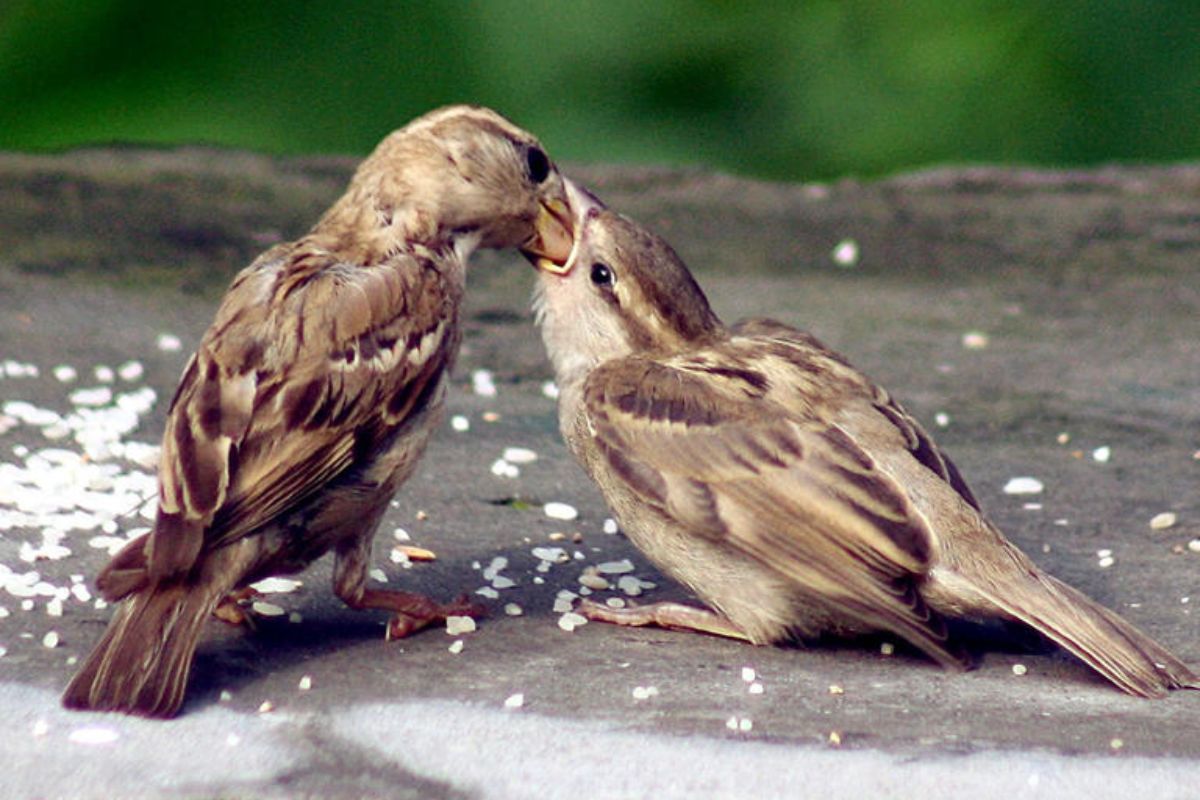Sparrow day