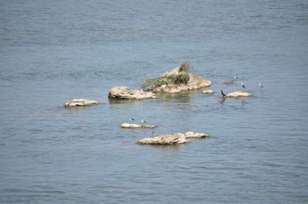 नर्मदा का जलस्तर घटा, दिखने लगे टापू