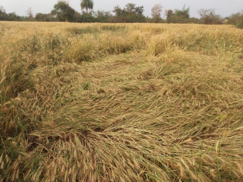 परेशानी: फसल बीमा कंपनी वाले नहीं उठा रहे किसानों के फोन, नहीं दे पा रहे जानकारी