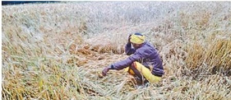 बारिश से हर फसल को पहुंचा है नुकसान, किसान गांव-गांव सर्वे कराने कर रहे मांग