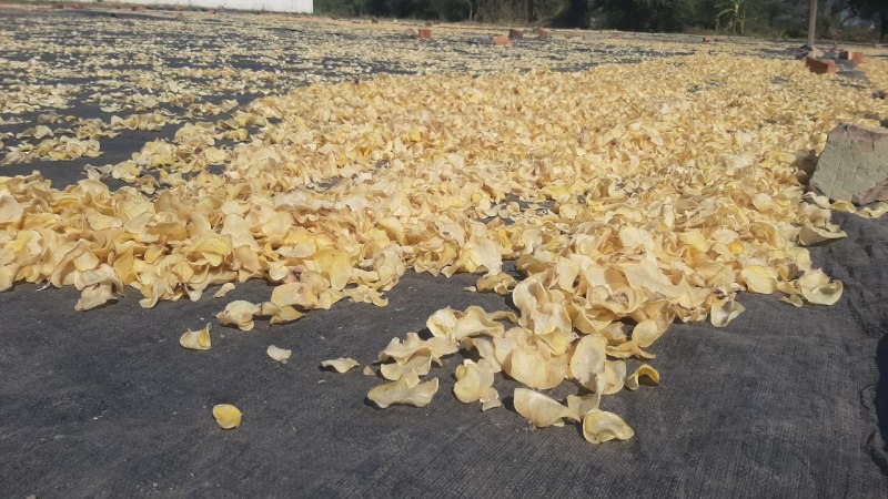 महू में बनेगा प्रदेश का पहला आलू चिप्स क्लस्टर