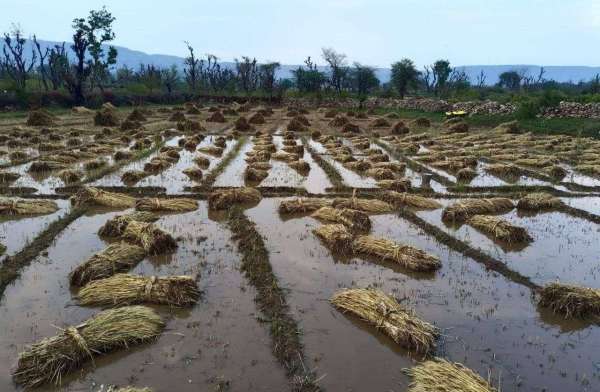 Hail rained havoc on food providers, crops were destroyed