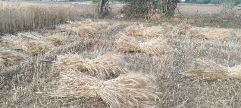 jodhpur : तीन दिन रहेगा मौसम शुष्क, 29 को बदलेगा मिजाज