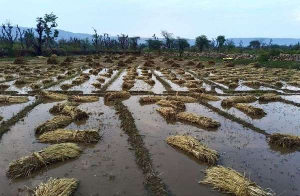 hailstorm in alwar rajasthan