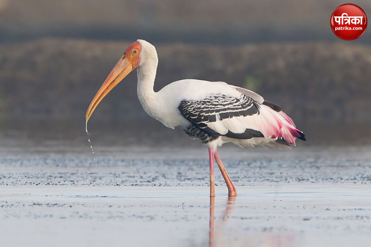 saras arif news saras arif friendship