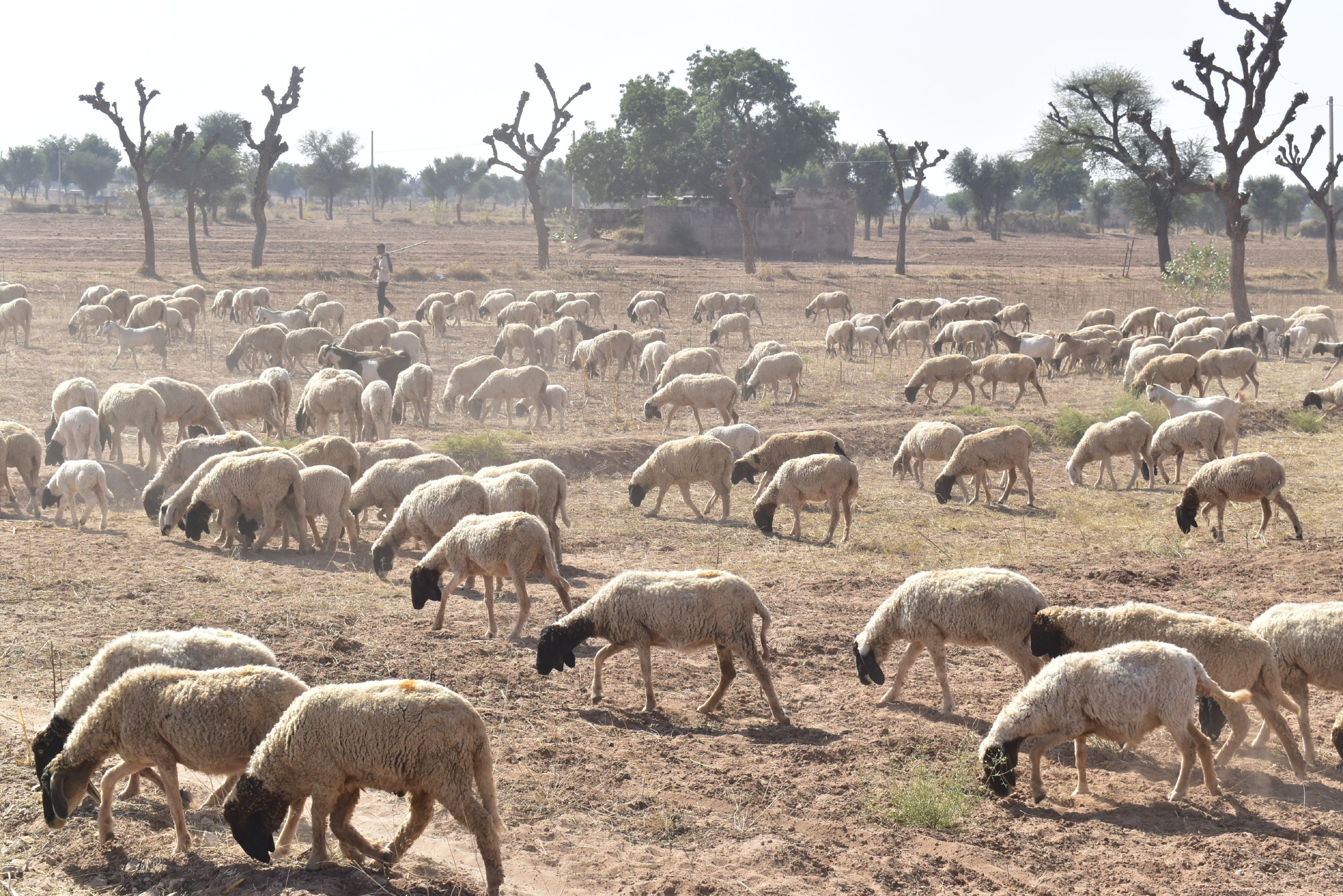 ऊन उत्पाद में राजस्थान प्रथम