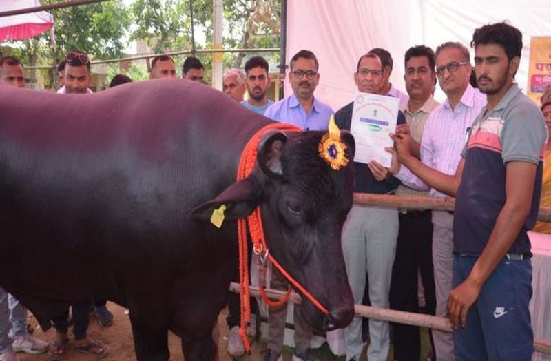 चूरू का बुल बना राजस्थान का चैम्पियन