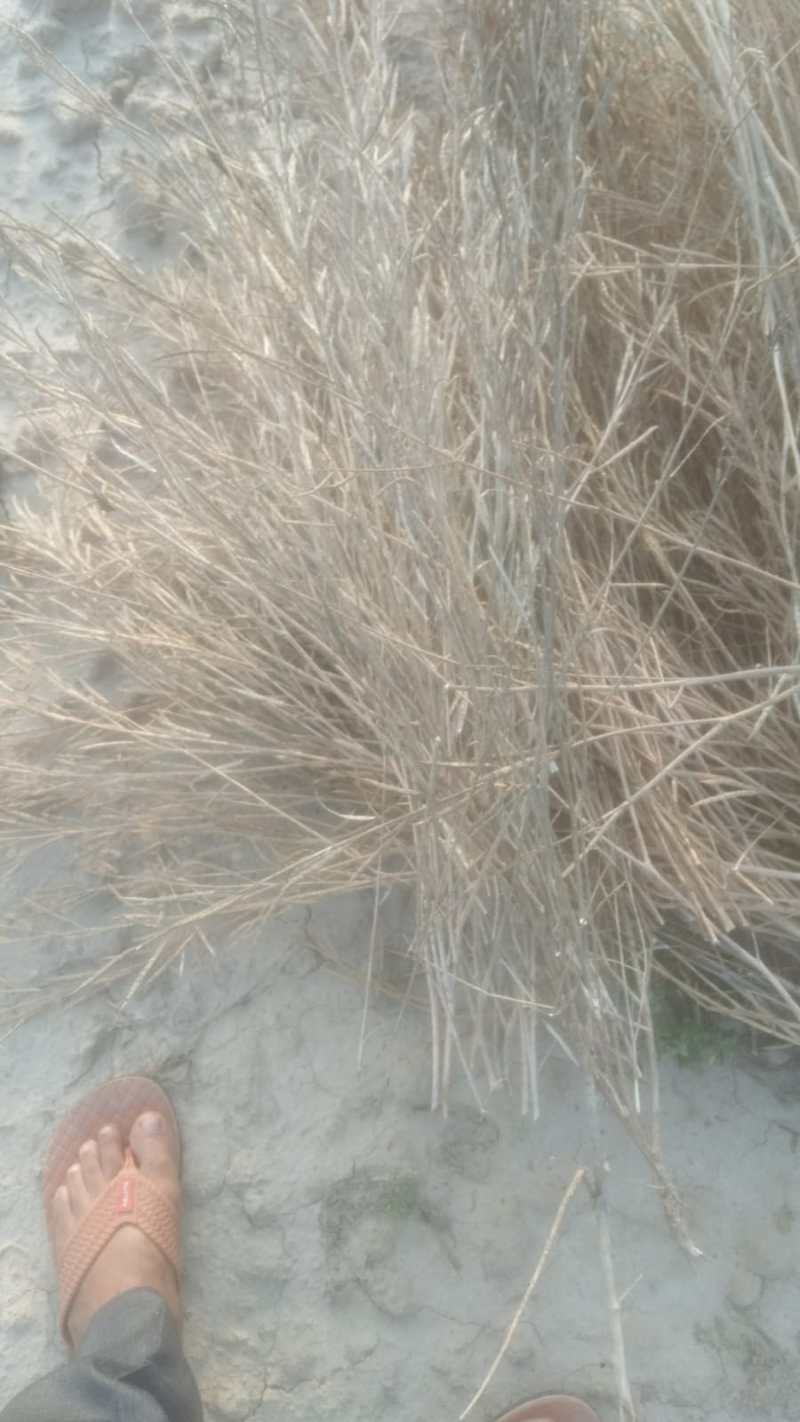 समय पर नहीं समर्थन, बुरे वक्त में लाहा किसान