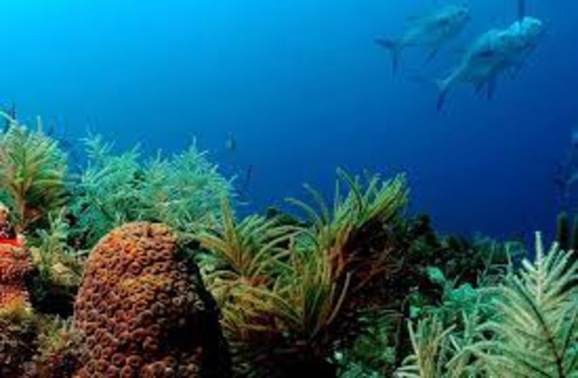 दुर्लभ धातुओं के लिए गहरे समुद्र में खनन तबाह कर देगा पारिस्थितिकी तंत्र